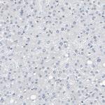 COBRA1 Antibody in Immunohistochemistry (Paraffin) (IHC (P))