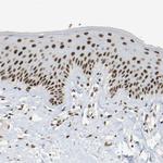 COBRA1 Antibody in Immunohistochemistry (Paraffin) (IHC (P))