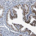 COBRA1 Antibody in Immunohistochemistry (IHC)