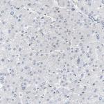 COBRA1 Antibody in Immunohistochemistry (IHC)