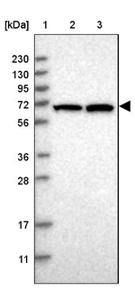 COBRA1 Antibody in Western Blot (WB)