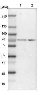 COBRA1 Antibody in Western Blot (WB)