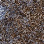GIMA7 Antibody in Immunohistochemistry (IHC)