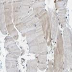 GIMA7 Antibody in Immunohistochemistry (IHC)