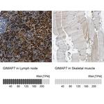 GIMA7 Antibody