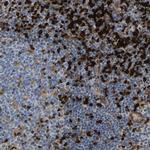 GIMA7 Antibody in Immunohistochemistry (IHC)