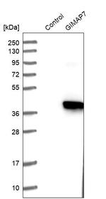 GIMA7 Antibody in Western Blot (WB)