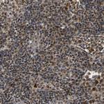 GIMA7 Antibody in Immunohistochemistry (IHC)