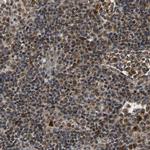 GIMA7 Antibody in Immunohistochemistry (IHC)