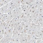 SLIRP Antibody in Immunohistochemistry (Paraffin) (IHC (P))