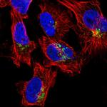 COG5 Antibody in Immunocytochemistry (ICC/IF)
