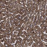 COG5 Antibody in Immunohistochemistry (Paraffin) (IHC (P))