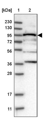 RRP1B Antibody in Western Blot (WB)