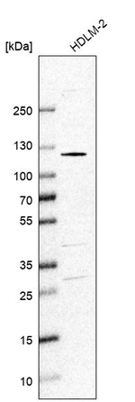 SMARCAL1 Antibody in Western Blot (WB)