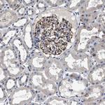 TSPAN33 Antibody in Immunohistochemistry (Paraffin) (IHC (P))