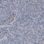 IDNK Antibody in Immunohistochemistry (IHC)