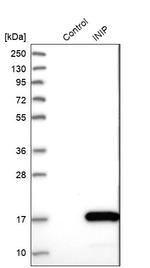 INIP Antibody in Western Blot (WB)