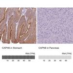 Calpain 9 Antibody