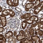 CAAP1 Polyclonal Antibody