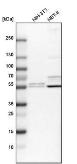 RSBN1L Antibody in Western Blot (WB)