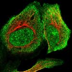 RSBN1L Polyclonal Antibody