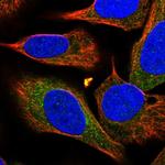 RGP1 Polyclonal Antibody