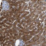 RGP1 Antibody in Immunohistochemistry (Paraffin) (IHC (P))