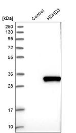 HDHD3 Antibody in Western Blot (WB)