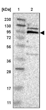 RASAL2 Antibody in Western Blot (WB)