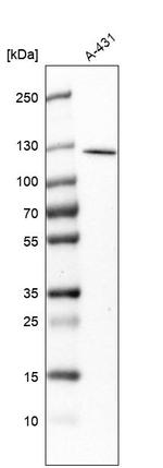 RASAL2 Antibody in Western Blot (WB)