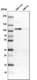 RASAL2 Antibody in Western Blot (WB)