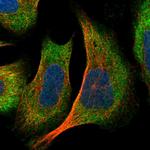 DNAJC2 Antibody in Immunocytochemistry (ICC/IF)