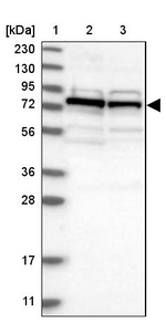 DNAJC2 Antibody in Western Blot (WB)