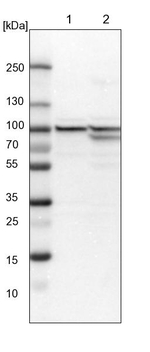 DNAJC2 Antibody in Western Blot (WB)