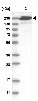 CNTRL Antibody in Western Blot (WB)