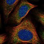 FAM185A Polyclonal Antibody