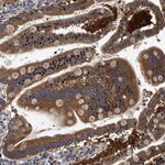 FAM185A Antibody in Immunohistochemistry (Paraffin) (IHC (P))