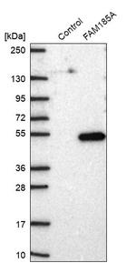FAM185A Antibody in Western Blot (WB)