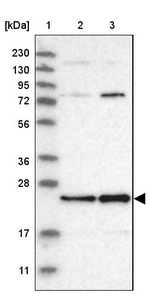 MALSU1 Antibody in Western Blot (WB)