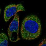 OSTF1 Polyclonal Antibody