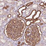 AIF1L Antibody in Immunohistochemistry (IHC)