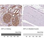 AIF1L Antibody