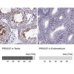 PRSS37 Antibody