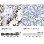 Ubiquilin 3 Antibody in Immunohistochemistry (IHC)