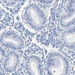 Ubiquilin 3 Antibody in Immunohistochemistry (IHC)