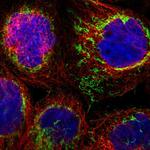 SHMT2 Polyclonal Antibody