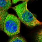 ASZ1 Polyclonal Antibody