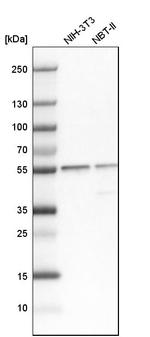 SERBP1 Antibody in Western Blot (WB)