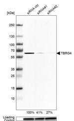 TBRG4 Antibody