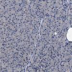 MIS18A Antibody in Immunohistochemistry (Paraffin) (IHC (P))